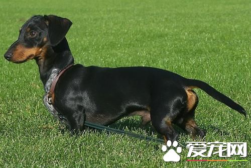寵物臘腸犬