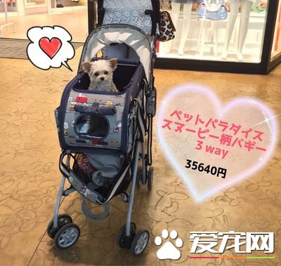 真正需要的空間 出門購物帶狗狗要擴大空間