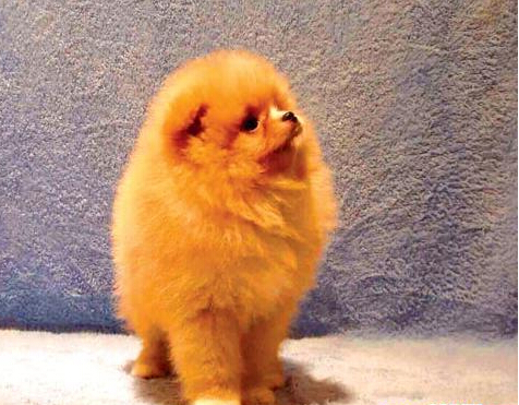 網購狗狗存在隱患 貴賓犬瞬間變成土狗