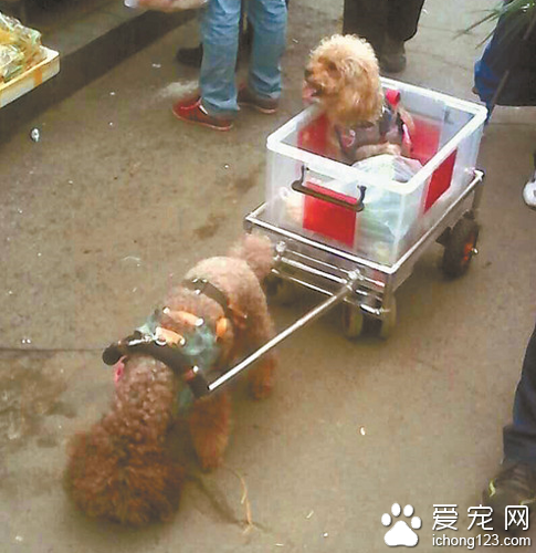 泰迪犬當"苦力"早市拉車買菜 泰迪犬是小型犬不應拉重物
