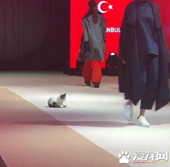土耳其時尚秀出現未受邀貓咪嘉賓 超專業走臺步