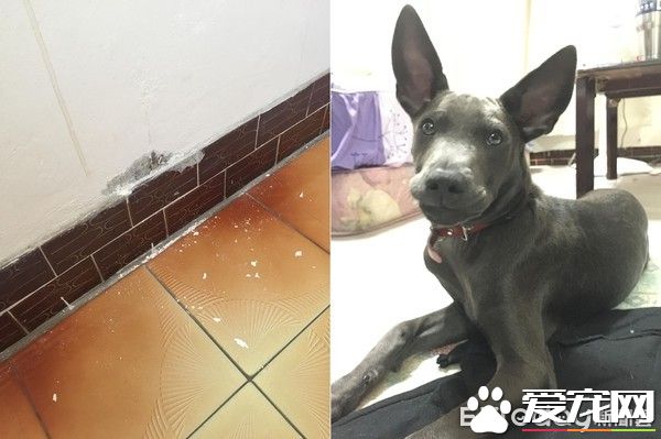 有趣的狗狗吃食照片被po出  來了解照片背后的故事
