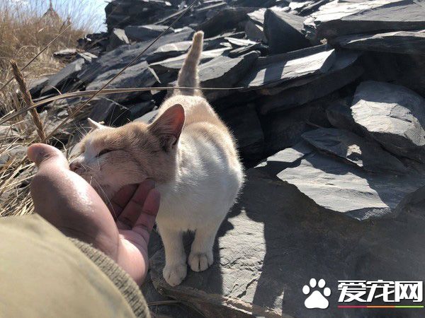 要是再不走一定走不了 旅途偶遇親人貓咪不舍離開