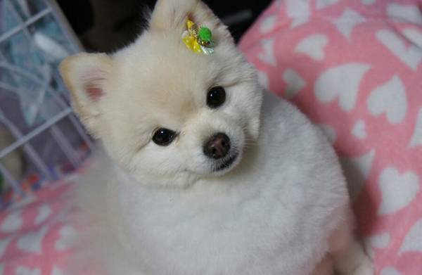 珍珠犬和博美犬的區別