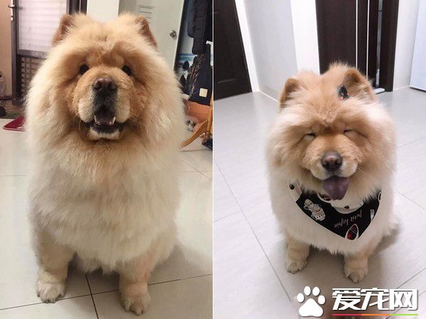 3歲哥哥被嚇哭 萌松獅無辜地回頭向馬麻求救