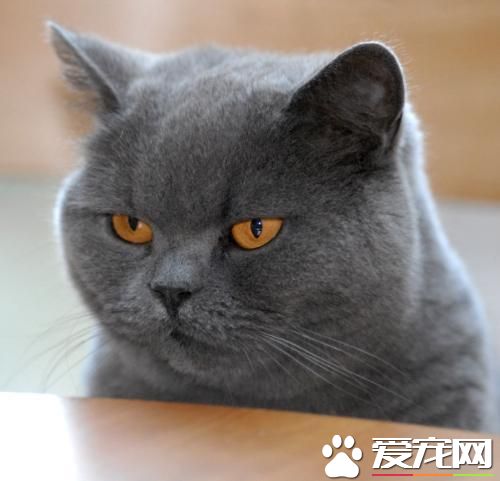 寵物貓之英國短毛貓