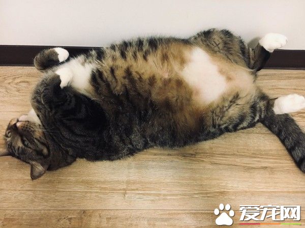這是龍貓吧！曾經的小萌鮮肉變肥宅大叔巨貓