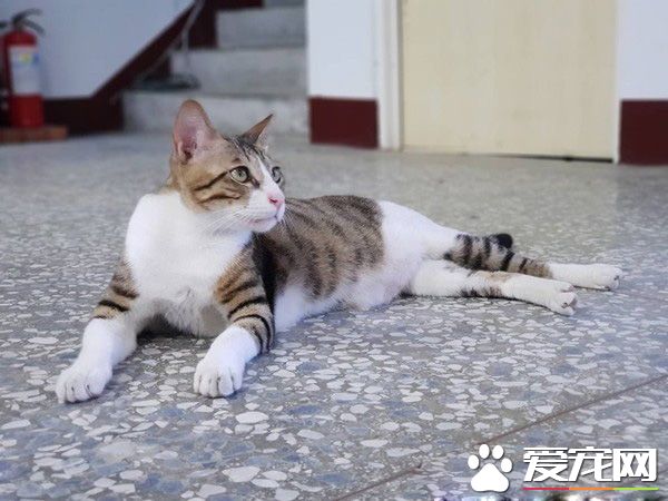 請支持本喵! 喵星人進圈票處探險表情超呆萌