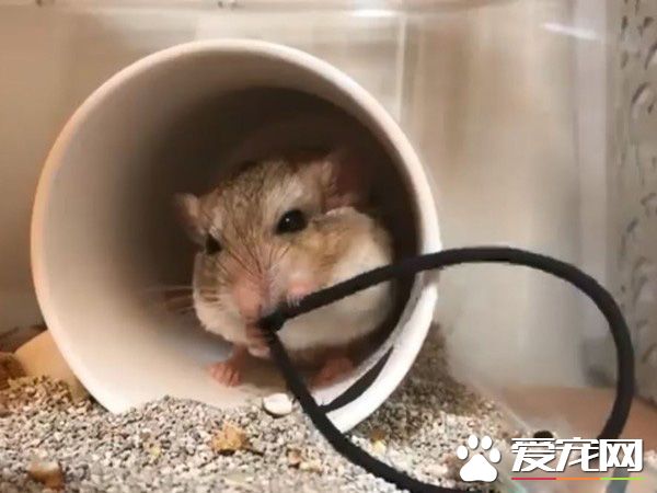 超萌肥尾沙鼠 對人類手掌心獨有情鐘