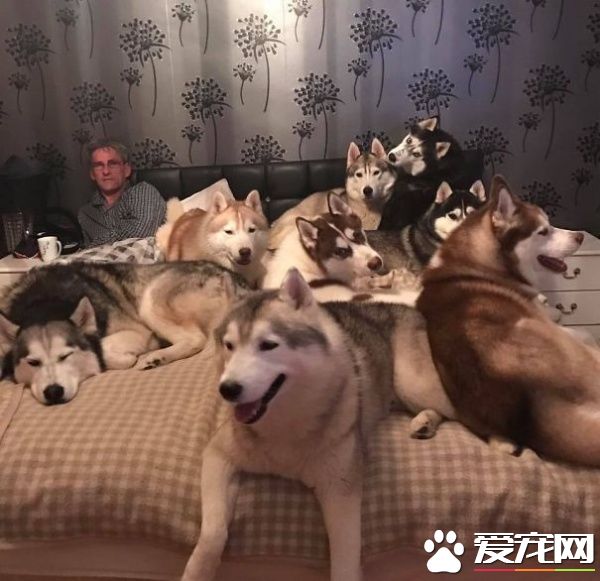 多寵家庭是怎樣的光景？一起看看他們的熱鬧生活