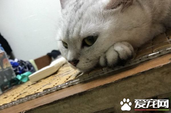 萌喵上廁所嘟嘴小癖好 超魔性舉動笑翻網友