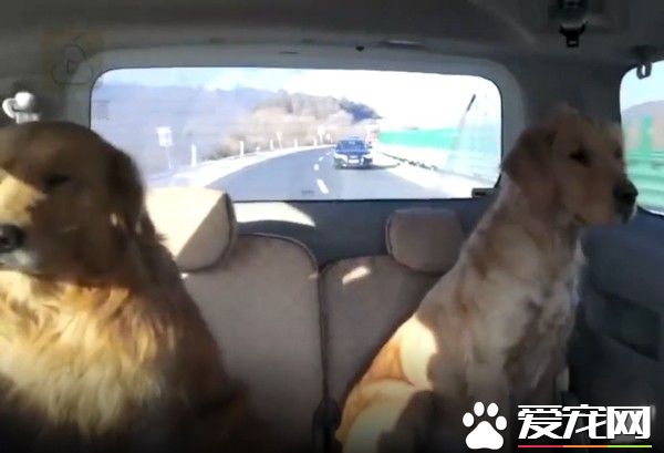 黃金獵犬兄弟檔走丟 卻不急著找主人只顧討吃
