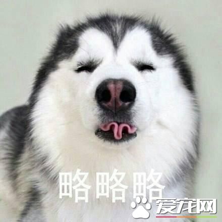 不會吐舌頭的寵物不是好寵物