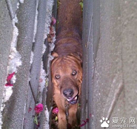 沙皮狗卡在墻縫間動彈不得險餓死 最終拆墻得救