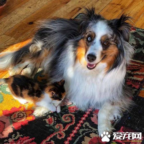 新領養的小貓咪 把狗兄弟從喪友之痛中拯救出來