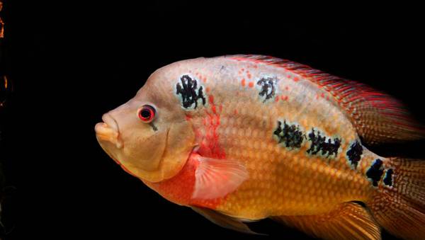 新手養什么魚