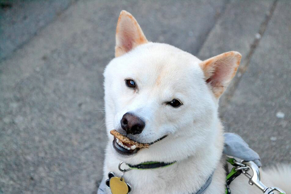 柴犬有白色的嗎