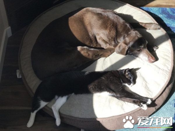 13年不合的貓狗突然破冰成友 其因超暖心