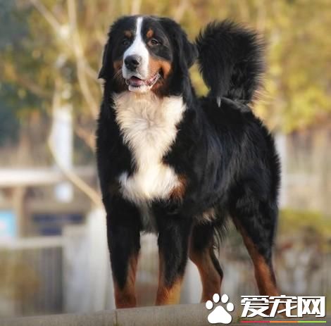 狗狗智商排行榜，你家狗狗排第幾？