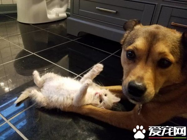 暖心治療犬搭救落難喵 貼心照顧當代理把拔