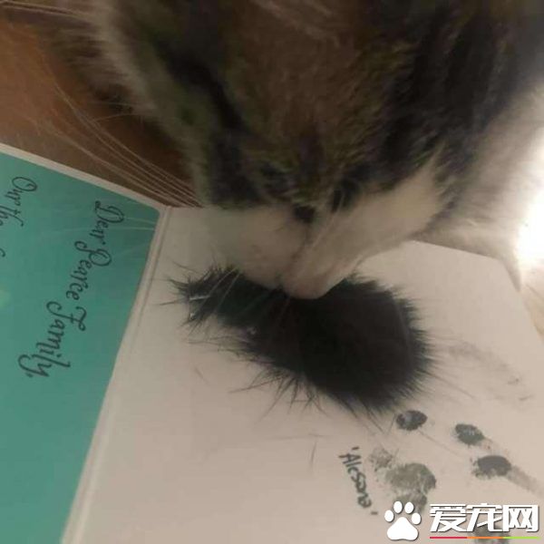 貓咪去世遺物制成紀念卡 好朋友對著貓毛又黏又蹭