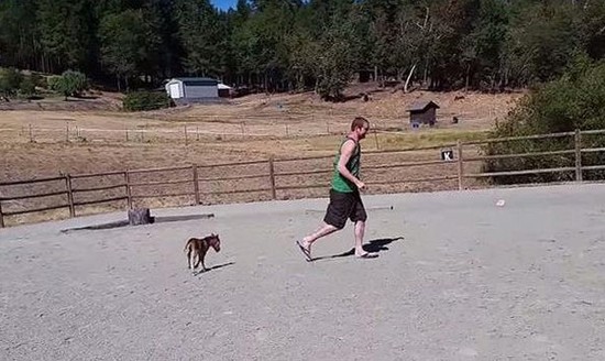 出生僅三天的小馬駒緊追主人 呆萌的模樣十分惹人憐愛