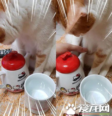 貓主子的花式取暖 讓奴才超級崩潰