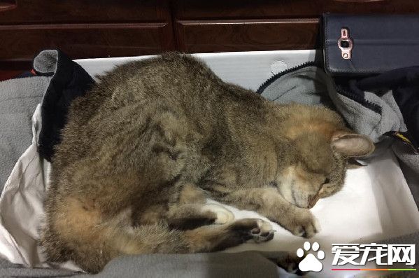 對貓毛嚴重過敏 依舊守護愛貓21個年頭