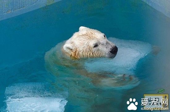 日本動物園為了幫助動物消暑 給北極熊準備冰爽的大冰塊