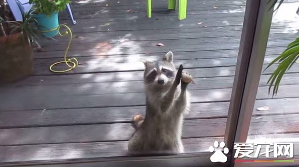平常偷吃的貓飼料沒了 浣熊拿石頭狂敲門