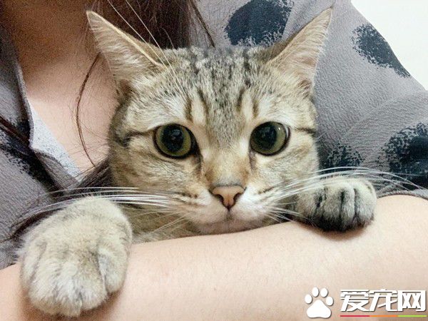 貓咪輕功紙箱上飄 貓奴：想嚇死娘親我嗎