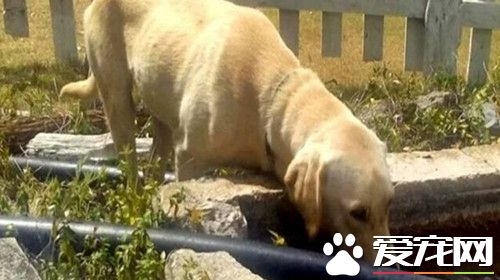 小男孩山谷走失44小時 陌生狗狗陪伴他充當行動暖爐