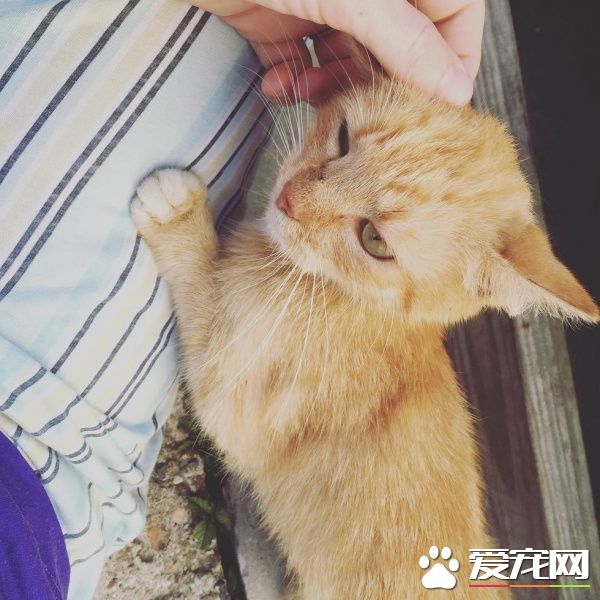 超可愛喵星人 為自己挑了四歲小男孩當貓奴收編