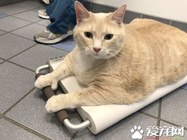 愛貓情侶想收養第三只貓 意外被一只橘喵吉拉吸引