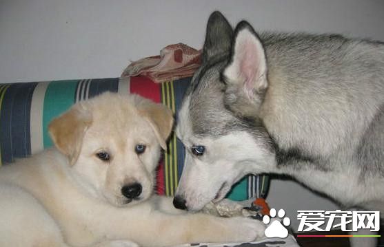 哈士奇突然懷孕不知道爸是誰 出生后竟是黃金獵犬