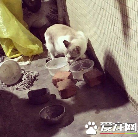養<a href=/zhonglei/mao/ target=_blank class=infotextkey>貓</a>20年遭鄰居謾罵 新來外國鄰居塞紅包給浪貓