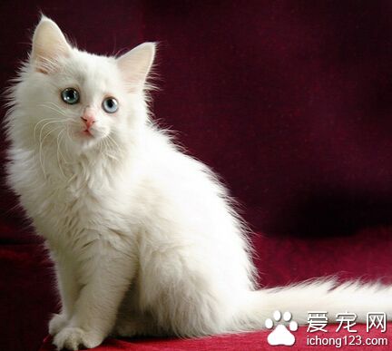 女大學生不惜重金由母親資助花7萬元買貴族貓 