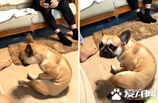 超逗趣法斗犬 愛模仿阿吉仔唱歌的動作