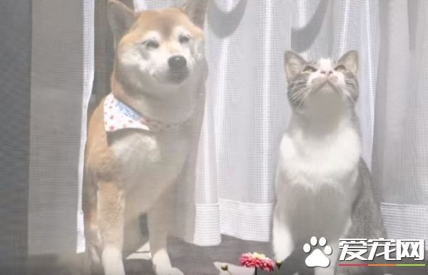 貓狗好朋友門邊曬太陽 暖烘烘超舒服的感覺