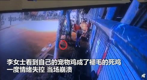 9000元的寵物雞被偷走下鍋 主人看到后崩潰