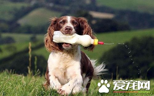史賓格牧羊犬每天叼奶瓶給孤兒羊羔喂奶 風雨無阻