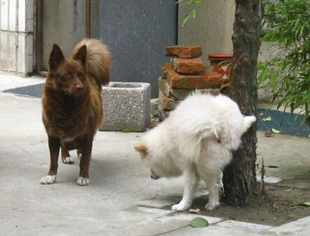 狗狗撒歡破壞綠地 廣場提出“<a href=/ target=_blank class=infotextkey>寵物</a>禁止入內”