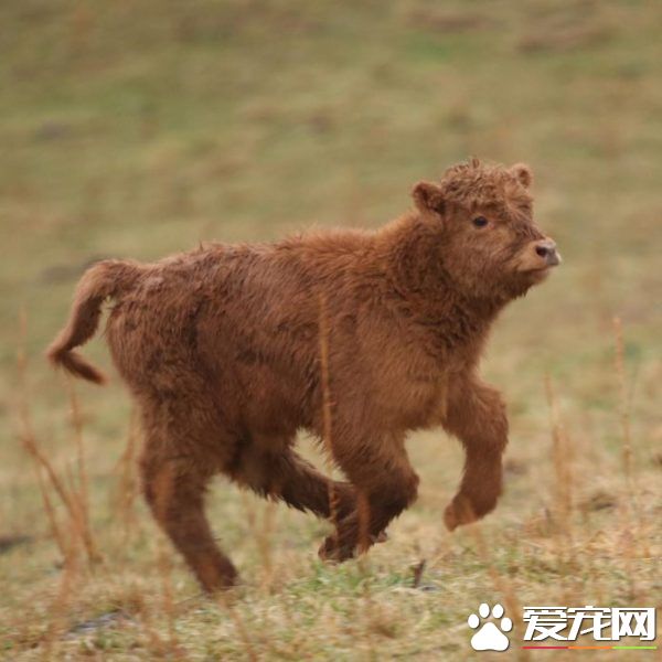 超可愛的牛 居然被網友封為世界最可愛的動物