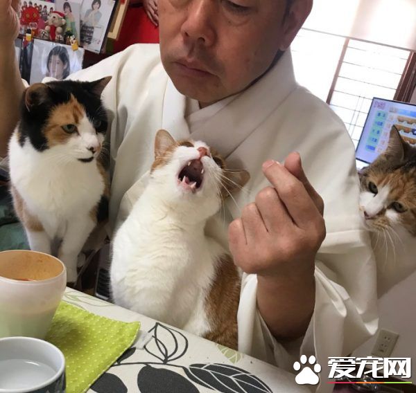 吃個飯壓力好大！日本住持每天被愛貓包圍