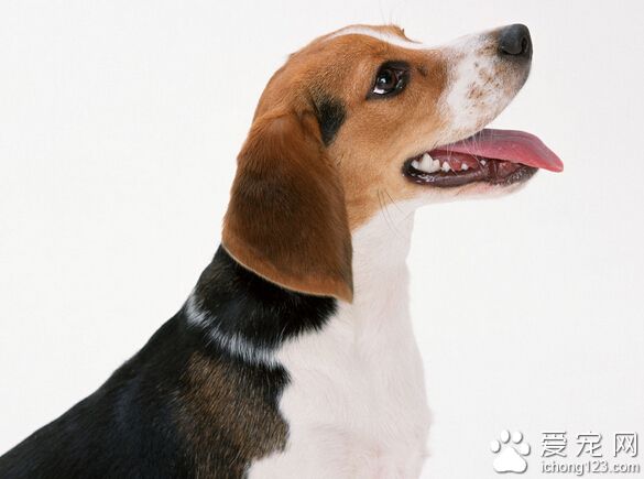 比格犬“豆包”  幫助警方嗅出50萬粒“黑種子”