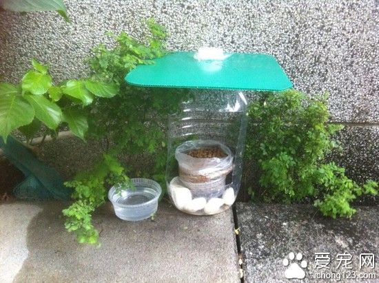 “防雨干糧小站”：流浪貓的貼心小糧倉