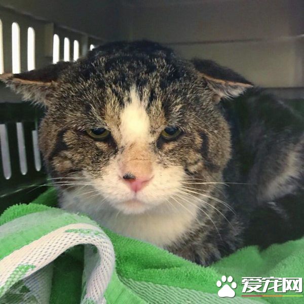 加拿大街貓帕杜被誘捕 成愛撒嬌的傻大個家貓
