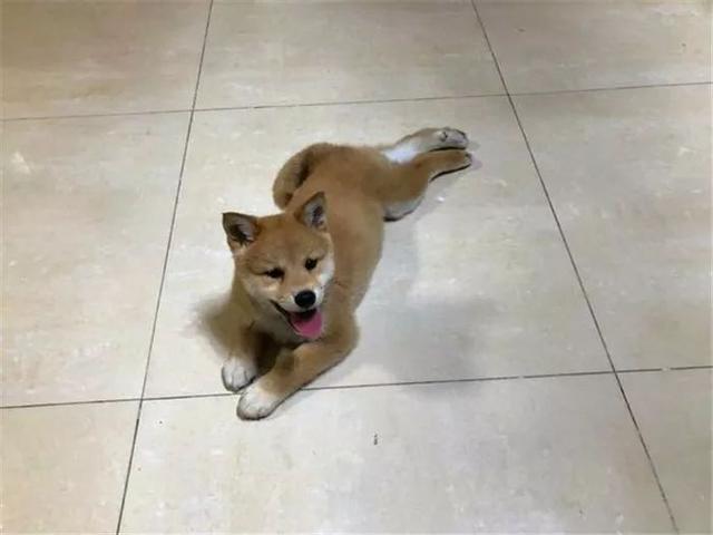 這四個原因讓柴犬養不肥，聽到柴犬不純后，鏟屎官才明白過來！