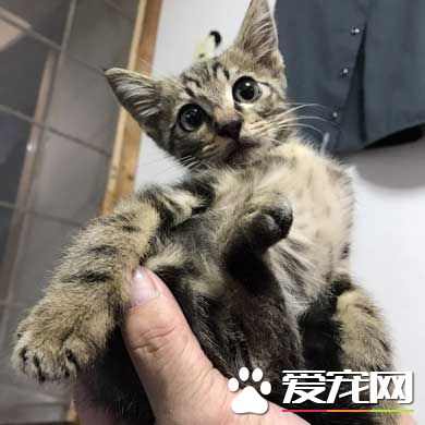 小貓咪以下犯上 遭受攻擊的貓哥哥成表情包