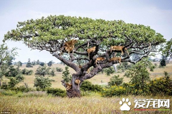 在大自然討生活也很辛苦 獅子被蒼蠅嚇到躲樹上